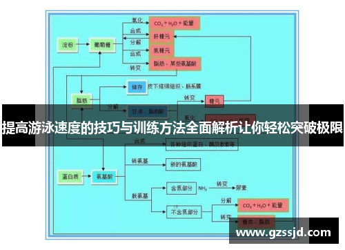 提高游泳速度的技巧与训练方法全面解析让你轻松突破极限